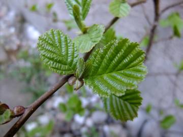 Fotografia da espécie Alnus glutinosa