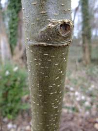 Fotografia da espécie Alnus glutinosa