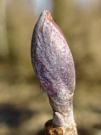 Fotografia da espécie Alnus glutinosa