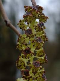 Fotografia da espécie Alnus glutinosa