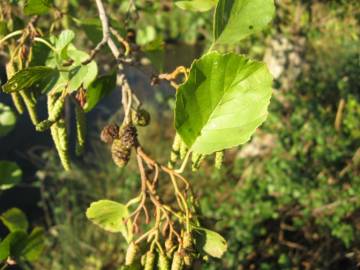 Fotografia da espécie Alnus glutinosa