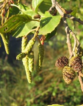 Fotografia 31 da espécie Alnus glutinosa no Jardim Botânico UTAD