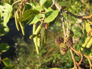 Fotografia da espécie Alnus glutinosa