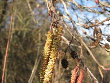 Fotografia da espécie Alnus glutinosa