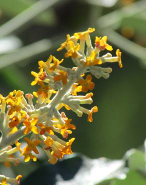 Fotografia 12 da espécie Buddleja madagascariensis no Jardim Botânico UTAD