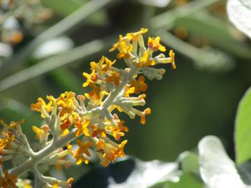 Fotografia da espécie Buddleja madagascariensis