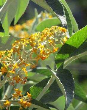 Fotografia 13 da espécie Buddleja madagascariensis no Jardim Botânico UTAD