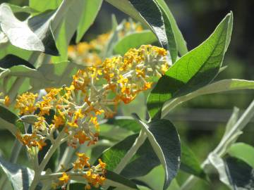 Fotografia da espécie Buddleja madagascariensis