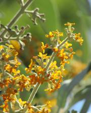 Fotografia da espécie Buddleja madagascariensis