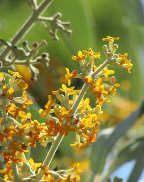 Fotografia 1 da espécie Buddleja madagascariensis no Jardim Botânico UTAD