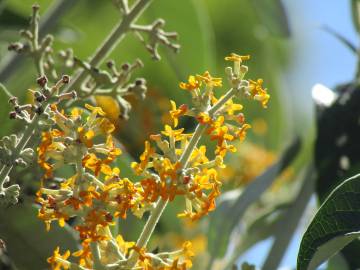 Fotografia da espécie Buddleja madagascariensis