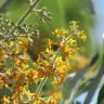 Fotografia 1 da espécie Buddleja madagascariensis do Jardim Botânico UTAD