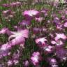 Fotografia 14 da espécie Agrostemma githago do Jardim Botânico UTAD