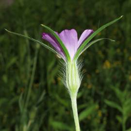 Fotografia da espécie Agrostemma githago