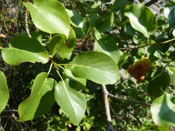 Fotografia da espécie Alnus cordata