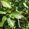 Fotografia 13 da espécie Alnus cordata do Jardim Botânico UTAD