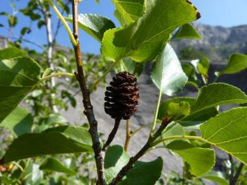 Fotografia da espécie Alnus cordata