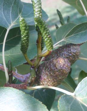 Fotografia 17 da espécie Alnus cordata no Jardim Botânico UTAD