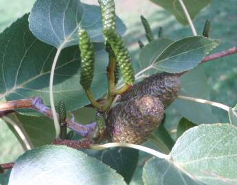 Fotografia da espécie Alnus cordata