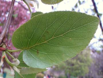 Fotografia da espécie Alnus cordata