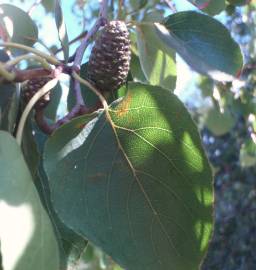 Fotografia da espécie Alnus cordata