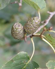 Fotografia da espécie Alnus cordata