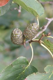 Fotografia da espécie Alnus cordata