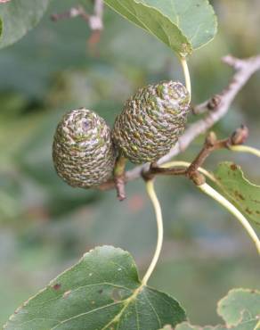 Fotografia 1 da espécie Alnus cordata no Jardim Botânico UTAD