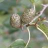 Fotografia 1 da espécie Alnus cordata do Jardim Botânico UTAD