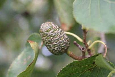 Fotografia da espécie Alnus cordata