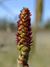 Fotografia da espécie Alnus cordata