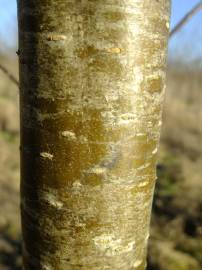 Fotografia da espécie Alnus cordata