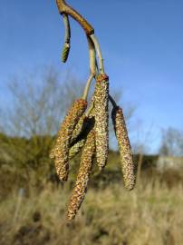 Fotografia da espécie Alnus cordata