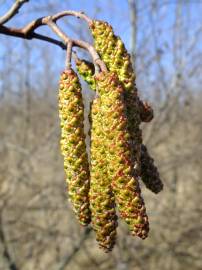 Fotografia da espécie Alnus cordata