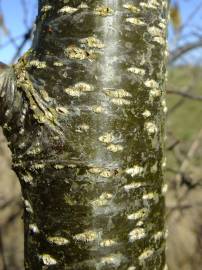 Fotografia da espécie Alnus cordata