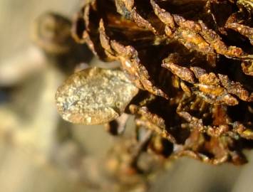 Fotografia da espécie Alnus cordata