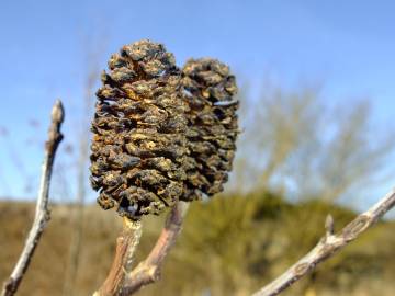 Fotografia da espécie Alnus cordata