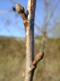 Fotografia da espécie Alnus cordata