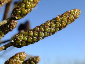 Fotografia da espécie Alnus cordata