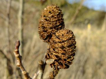 Fotografia da espécie Alnus cordata