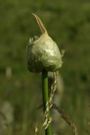 Fotografia da espécie Allium vineale