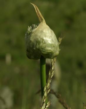 Fotografia 11 da espécie Allium vineale no Jardim Botânico UTAD