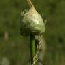 Fotografia 11 da espécie Allium vineale do Jardim Botânico UTAD