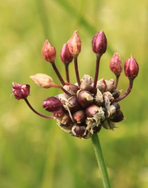 Fotografia 12 da espécie Allium vineale no Jardim Botânico UTAD