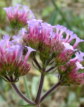 Fotografia 15 da espécie Verbena bonariensis no Jardim Botânico UTAD