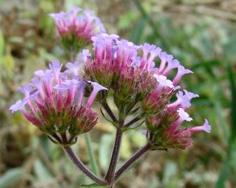 Fotografia da espécie Verbena bonariensis