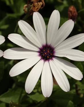 Fotografia 13 da espécie Dimorphotheca fruticosa no Jardim Botânico UTAD