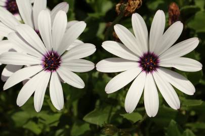 Fotografia da espécie Dimorphotheca fruticosa