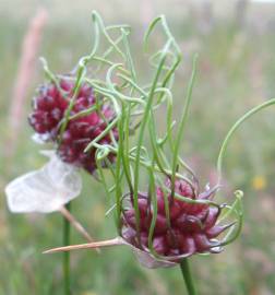 Fotografia da espécie Allium vineale