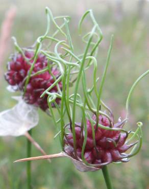 Fotografia 13 da espécie Allium vineale no Jardim Botânico UTAD